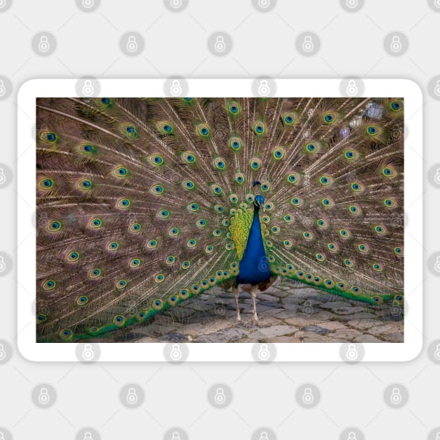 Peacock display Sticker by AYatesPhoto
